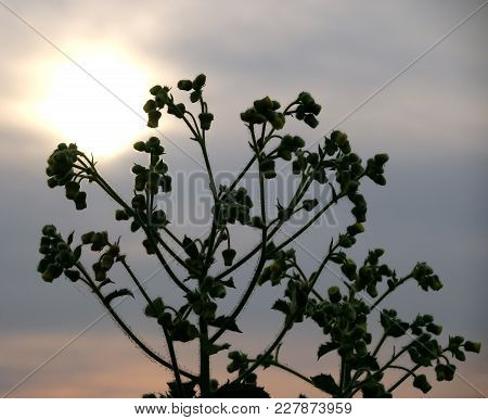 Backlit ageratum conyzoides billygoat cheek white weed plants silhouette photo with blooming flowers