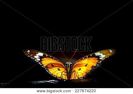 Danaus Chrysippus, Also Known As The Plain Tiger Or African Monarch, Is A Medium-sized Butterfly Wid