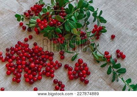 Berries Of Red Cowberry Along With Twigs With Green Leaves.