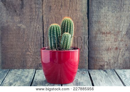 Green Cacti In The Red Pot On Rustic Wooden Background. Toned Vintage.