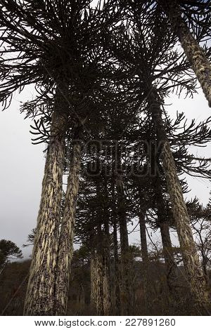 Aracauria Tree In Natural Park Og Conguillio, Chile