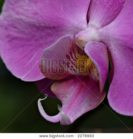 กล้วยไม้สีชมพูสวยงาม