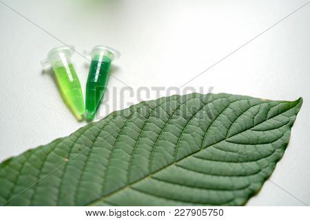 Mitragyna Speciosa Korth (kratom) Drug Plant In The Laboratory Research