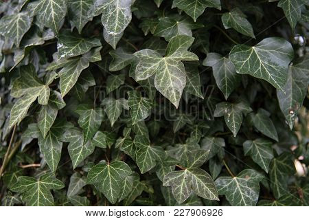Common Ivy (hedera Helix) An Evergreen Climbing Plant For Garden And Park, Nature Background With Co