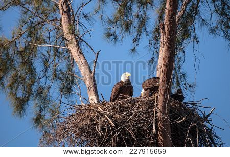 Family Of Two Bald Eagle Haliaeetus Leucocephalus Parents With Their Nest