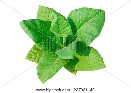Dicut Tobacco Plant On White Background With Clipping Path,agricultural Industry Concept.