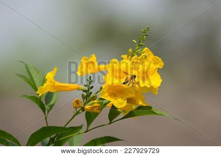 Bee And Yellow Flower, Yellow Elder