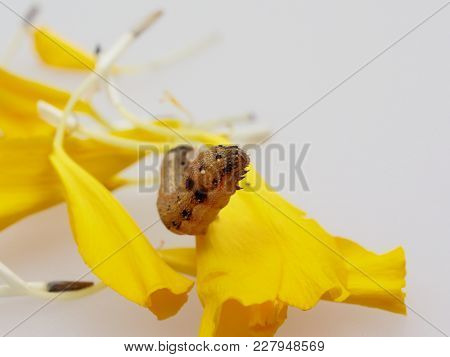 Brown And Black Worm Or Caterpillar Eating Petals Of Yellow Marigold Flower In Background, Which Eat