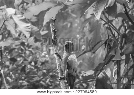Monochrome Parrot, Sun Conure (aratinga Solstitialis), Standing On The Branch, Breast Profile
