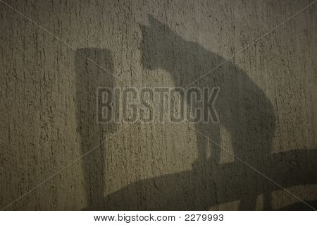 Shadow Cat