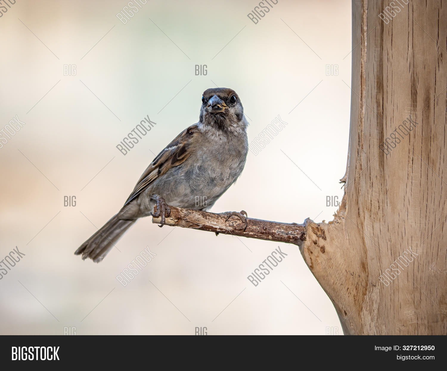 Eurasian Tree Sparrow Image Photo Free Trial Bigstock