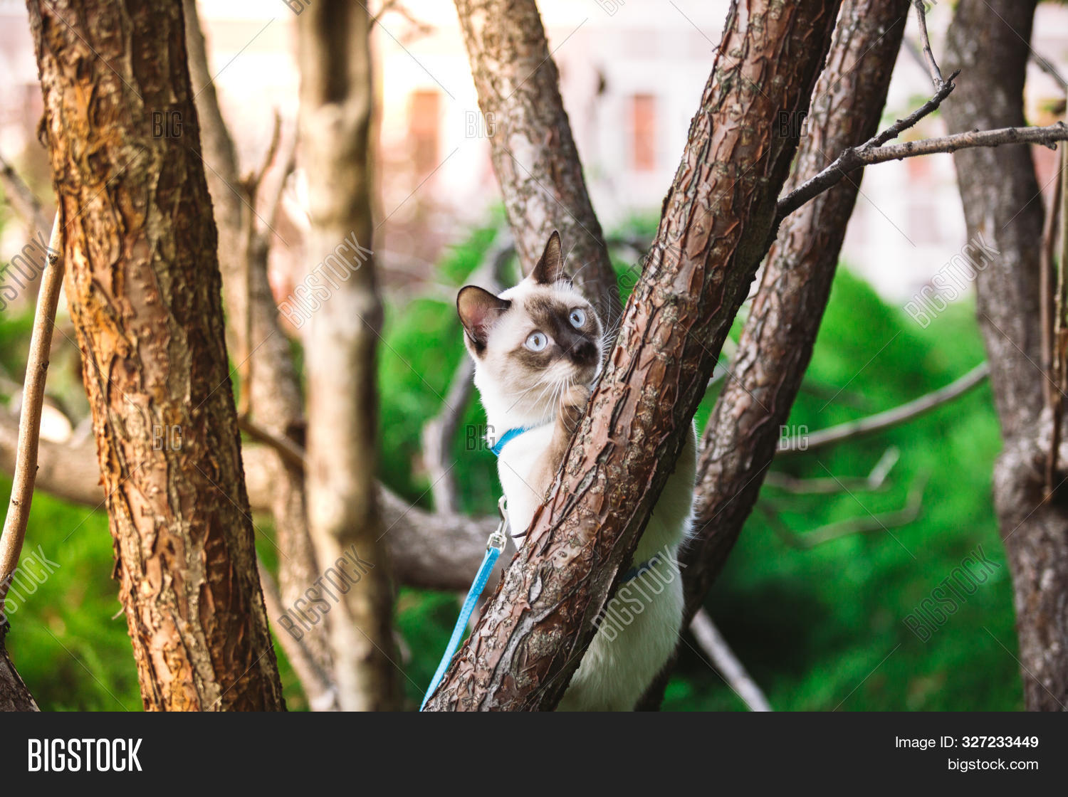 Cat Climbing Tree. Cat Image & Photo (Free Trial) Bigstock