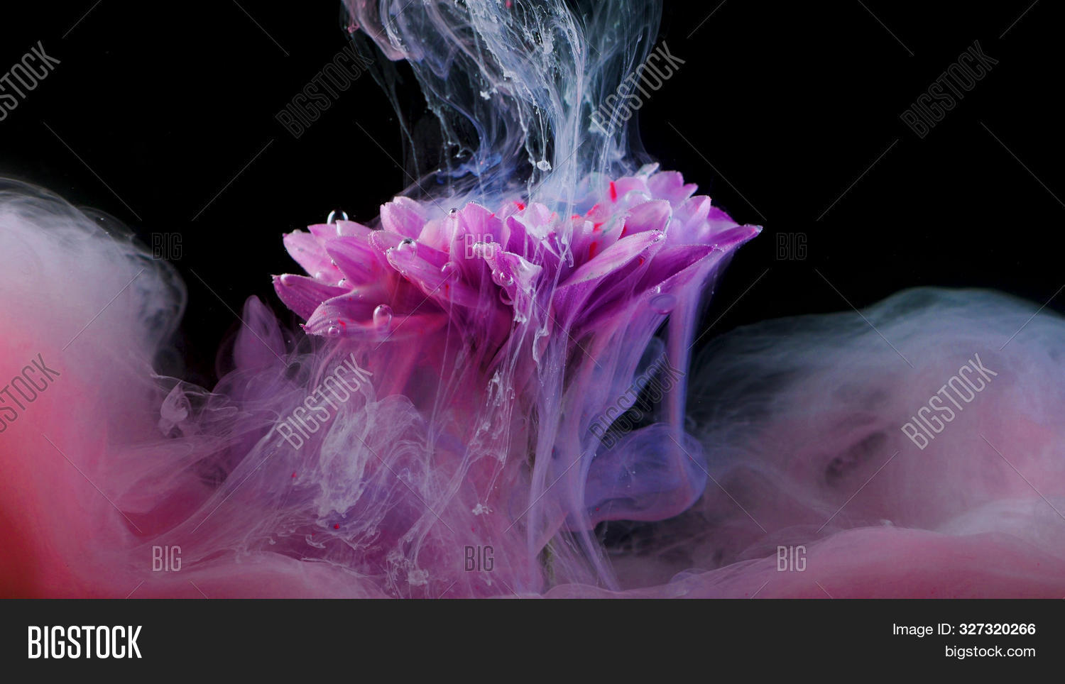 flowers submerged in water flowers submerged in water