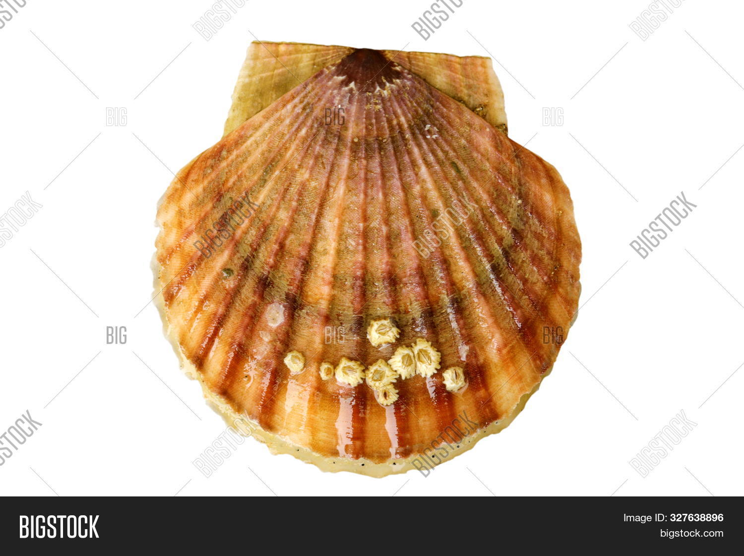 Alive Sea Scallop Image & Photo (Free Trial) Bigstock