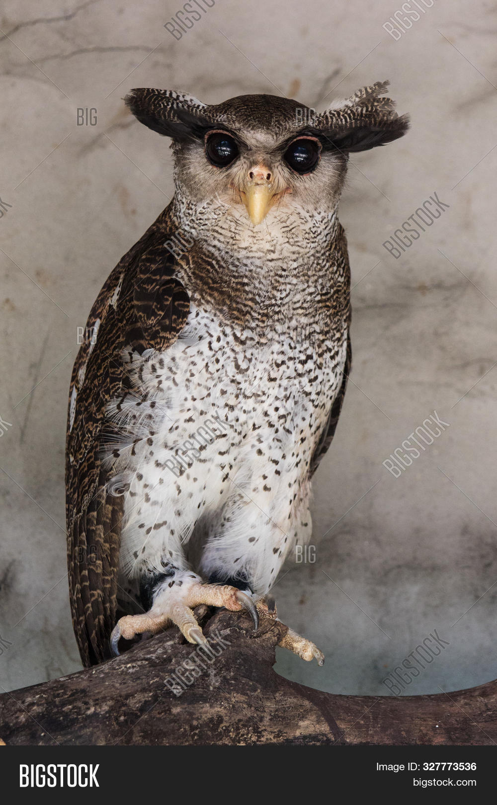 Portrait Angry Image Photo Free Trial Bigstock