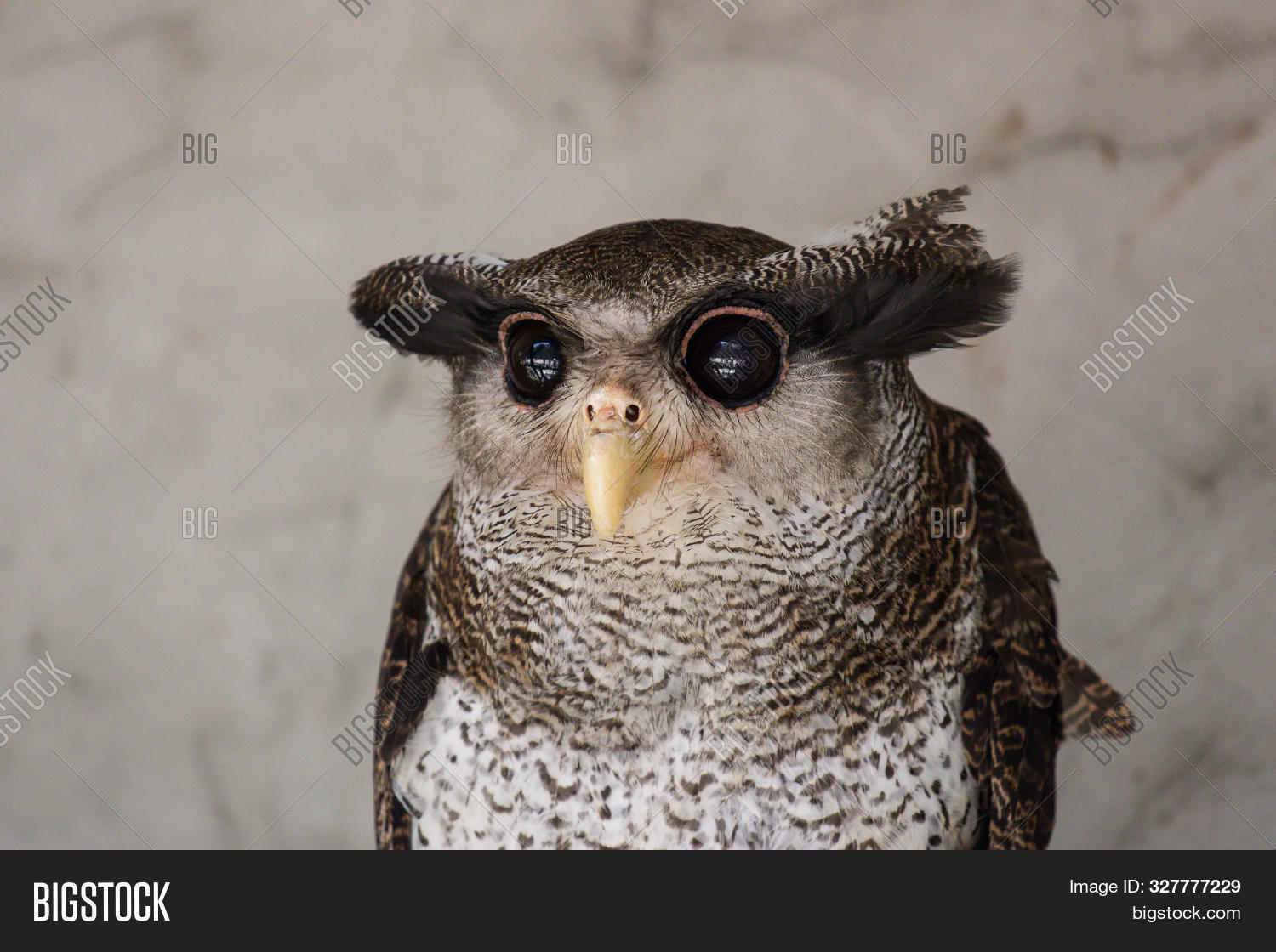 Portrait Angry Image Photo Free Trial Bigstock