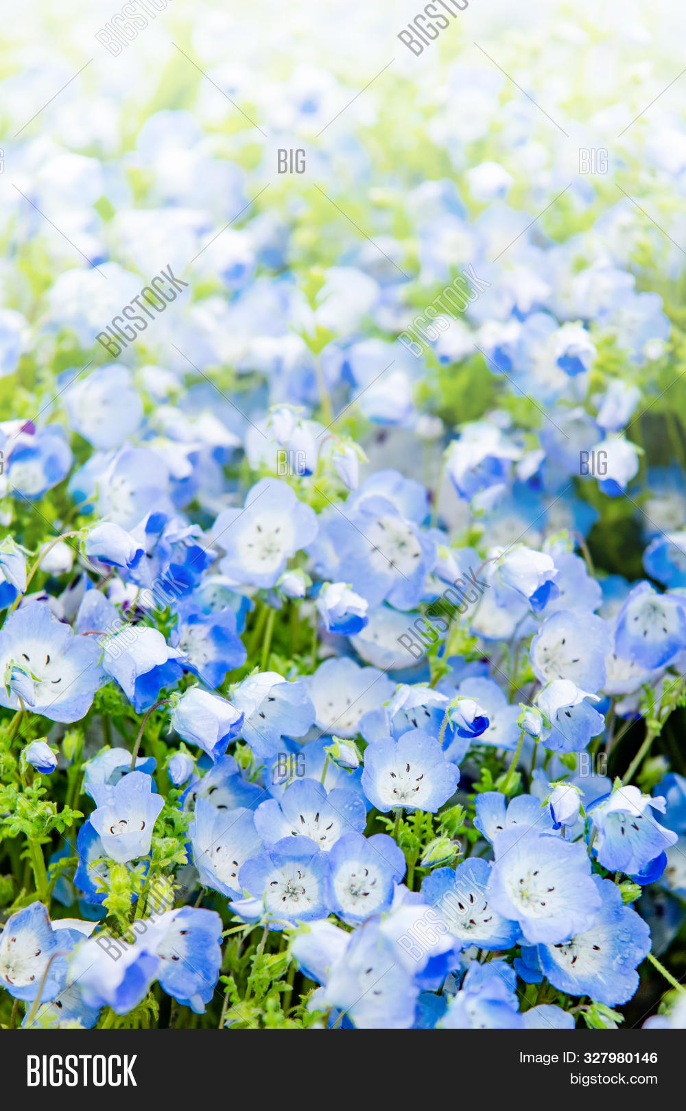 Close Nemophila Image Photo Free Trial Bigstock