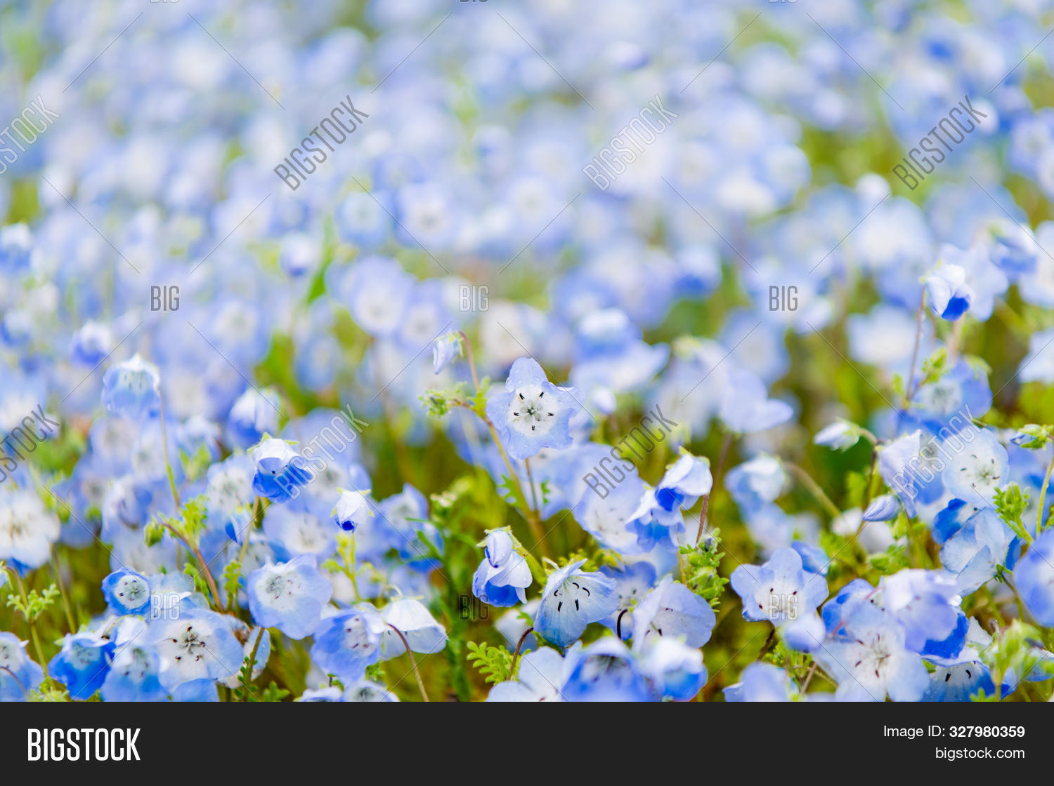 Close Nemophila Image Photo Free Trial Bigstock