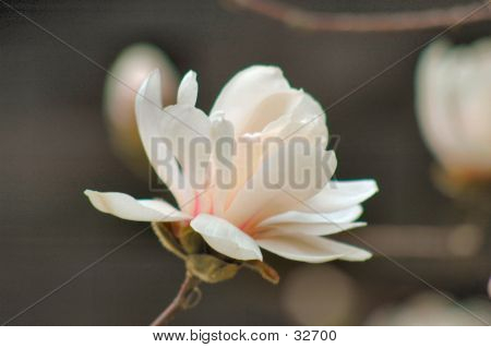 Fleur 2
