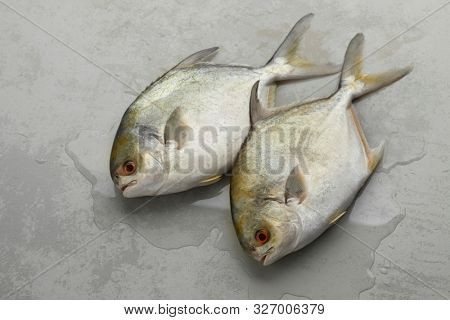 Pair of fresh raw golden pomfret fishes or Rays bream fish