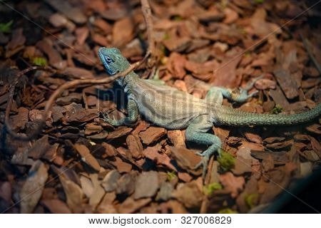 A Hydrosaurus Amboinensis In A Tank Horizontal Composition