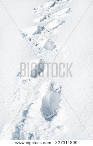 Footprints In The Deep White Snow, Traces And Tracks Of Human Steps, Winter Exploration