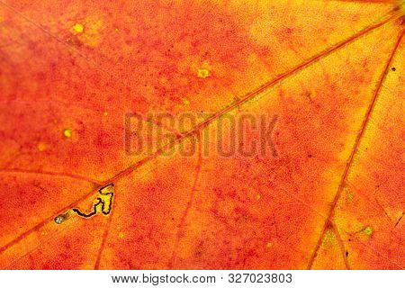 Leaf Texture Background. Abstract Foliage Tropical Pattern. Natu