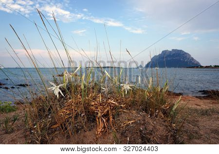 Beach in Porto San Paolo in Sardinia, Italy. View to Tavolara island. Landscape with sea, mountain, beach and flowers.