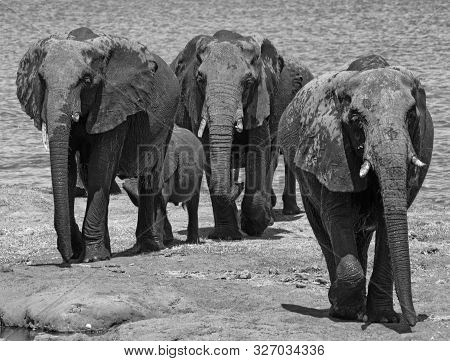 Small Elephant Group On The Shore Of The Cobe River In Botswana In Black And White