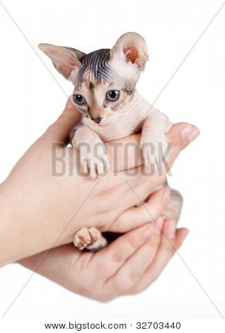 Sphynx kattunge sitter i mänskliga händer