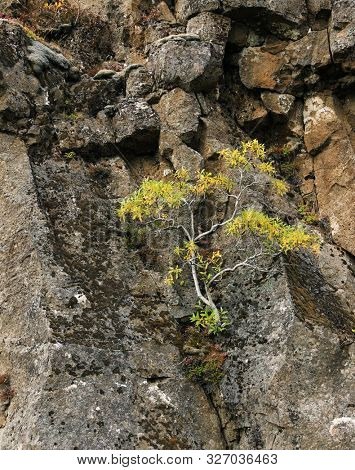 Autumn landscape in Pingvellir National Park, Iceland, Europe