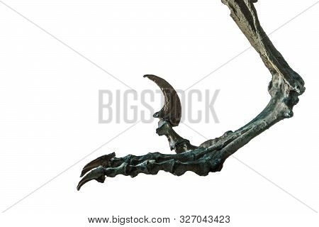 Fossil Of The Claw Of The Velociraptor. Velociraptor Is A Carnivore Dinosaur Lived In Cretaceous Era