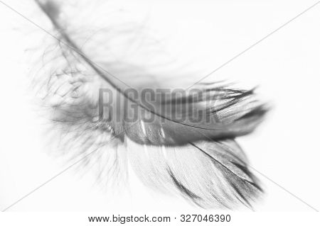 Father Bird On The Mirror. Selective Focus. Bw