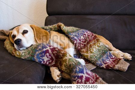 Cute Old Beagle, Dog, Sleeping In A Cosy Sweater From Wool, Handknitted