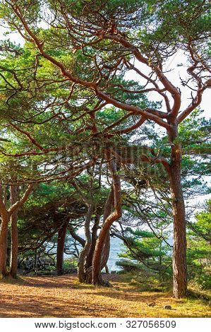 Evergreen Woods At Hvaler Island In Norway