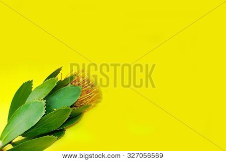 Bouquet Of Three Leucospermum Flowers (leucospermum Cordifolium) With Green Leaves On A Yellow Backg