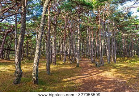 Evergreen Woods At Hvaler Island In Norway