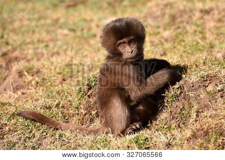 Cute Baby Gelada (bleeding Heart) Baboon Sitting On The Grass And Looking At The Camera In The Simie