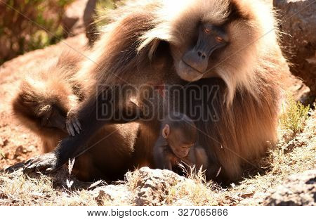 Mother Gelada (bleeding Heart) Baboon Watching Over Her Baby In The Simien Mountains National Park, 