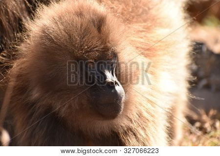 Gelada (bleeding Heart) Baboon Looking Away From The Camera In The Simien Mountains National Park, E