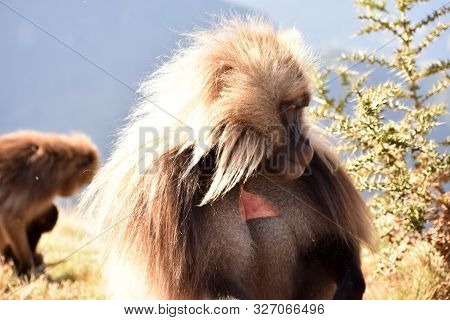 Large Male Gelada (bleeding Heart) Baboon Looking Away Thoughtfully In The Simien Mountains National