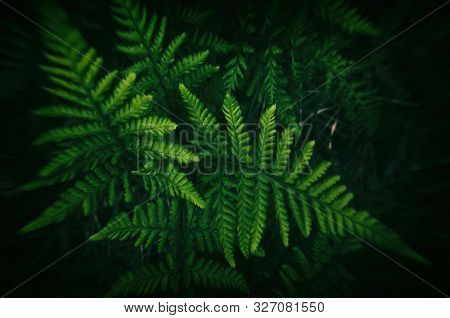 Fern