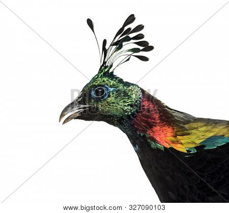 Himalayan monal, Lophophorus impejanus, also known as the Impeyan monal and Impeyan pheasant against white background
