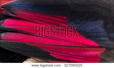 Close up of White-crested turacos, Tauraco leucolophus, wing