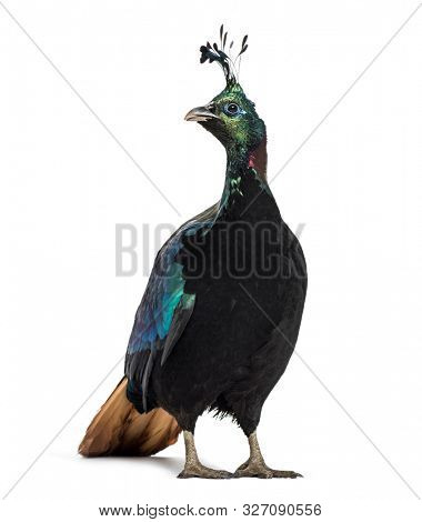 Himalayan monal, Lophophorus impejanus, also known as the Impeyan monal and Impeyan pheasant standing against white background