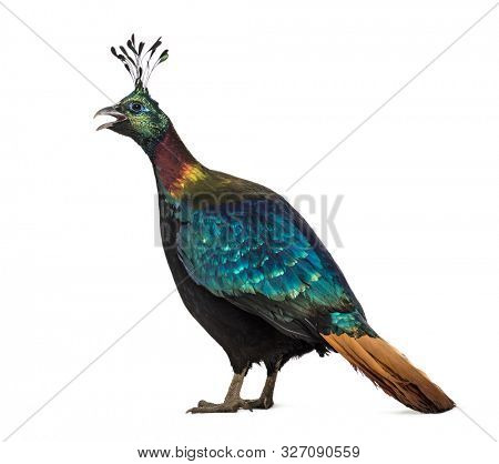 Himalayan monal (Lophophorus impejanus), also known as the Impeyan monal and Impeyan pheasant