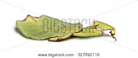 Leaf insect, Phyllium giganteum, in front of white background
