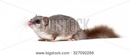 Edible Dormouse or Fat Dormouse, Glis glis, in front of white background