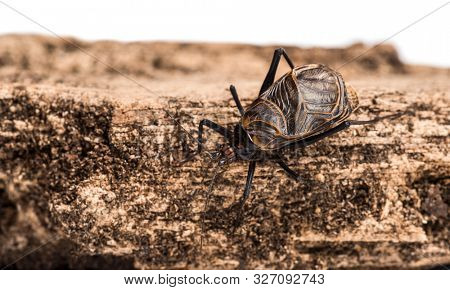 Ethiopian Cricket, Homoeogryllus xanthographus, on log in front of white background