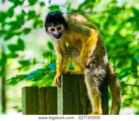 Closeup Of A Common Squirrel Monkey Sitting On A Wooden Pole, Little Ape From The Amazon Basin Of Am